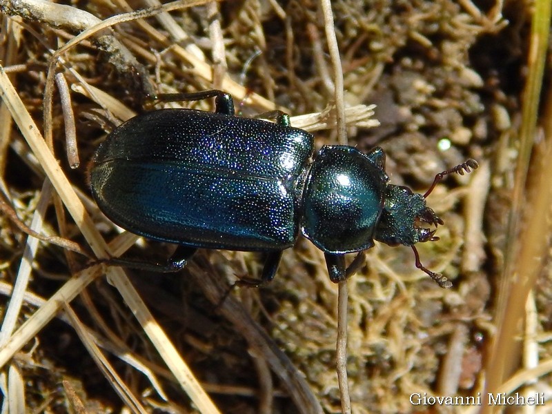 Carabus olympiae? No, Platycerus caraboides, femmina (Lucanidae)